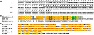 Discovery of Distinctin-Like-Peptide-PH (DLP-PH) From the Skin Secretion of Phyllomedusa hypochondrialis, a Prototype of a Novel Family of Antimicrobial Peptide